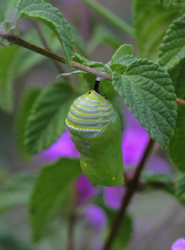 Monarch
Early Chrysalis